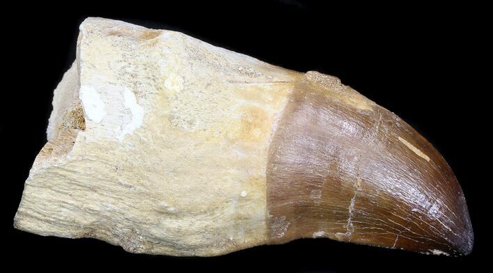 Mosasaur (Prognathodon) Tooth - Partial Root #35744